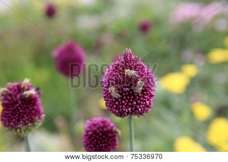 Purple Alium