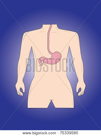 Stomach