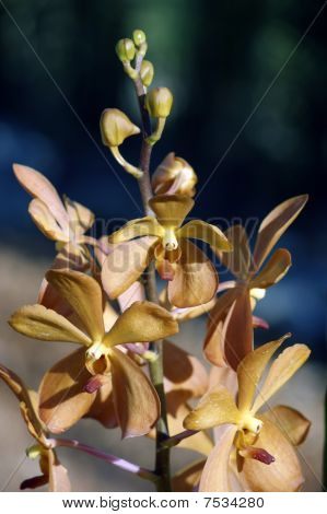 Wild Orchid