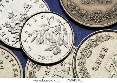 Coins of Croatia. Olive Branch (Olea Europaea) depicted in the Croatian 20 lipa coin.