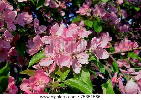 spring flowers