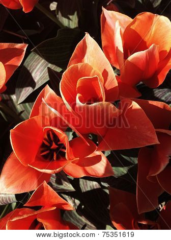 Red Tulip Close-up