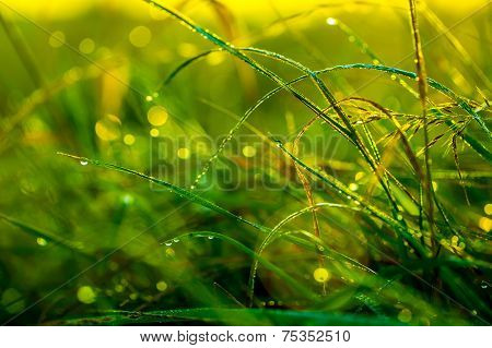 Morning grass after rain in the morning sun backlit.