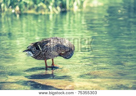 Wild duck