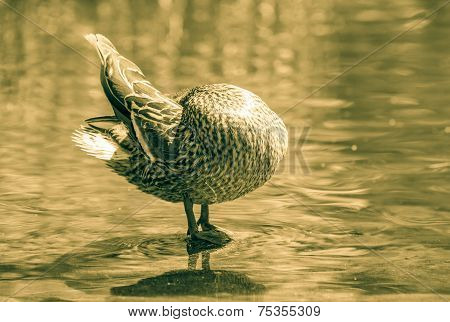 Wild duck