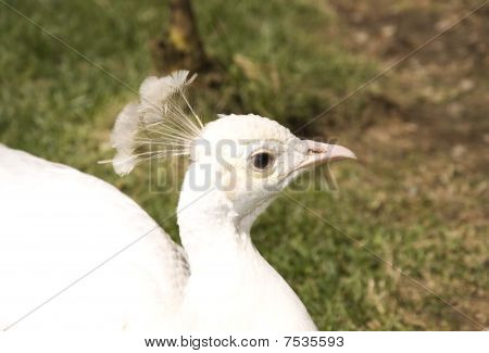 Blanco pavo real en el jardín