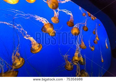 jellyfish in an aquarium