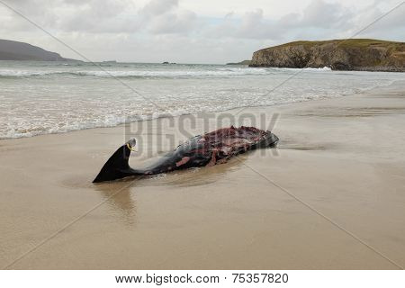 Whale Carcass.