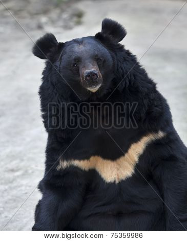 Eye to eye contact with an Asiatic black bear.