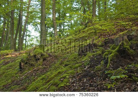 Green Slope