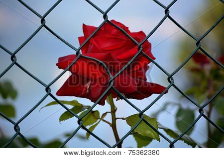 Rose imprisoned