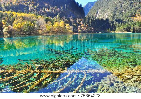 Lake at Jiuzhaigou with clear blue water
