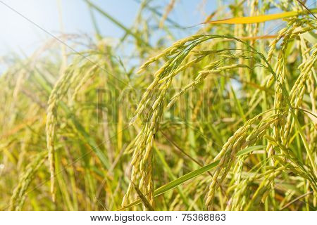 Rice Field