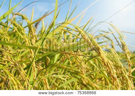 Rice Field