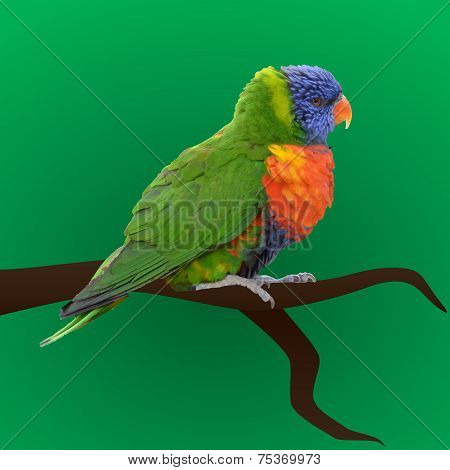 Colorful Vector Parrot Sitting Eps10