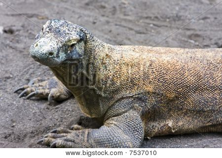 Enorme Monitor Lizard