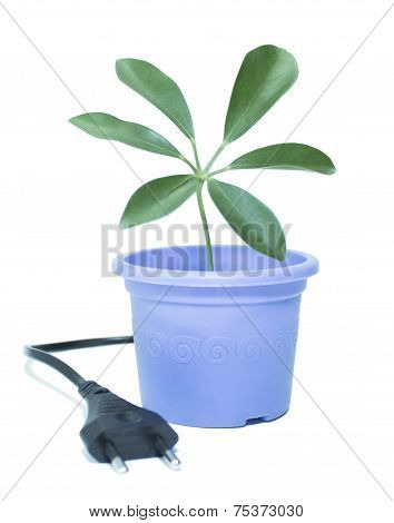 Eco Flower