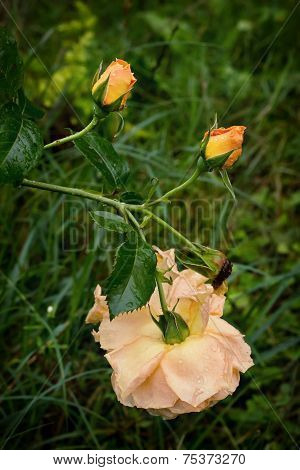 One Yellow Tea Rose, Two Buds With Drops On Its Petals And Dead Flower In The Garden