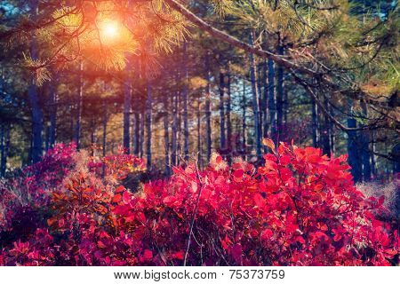 Fantastic forest with Cotinus coggygria. Dramatic scene. Red autumn leaves. Crimea, Ukraine, Europe. Retro style filter. Instagram toning effect. Beauty world.