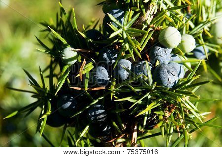 Juniper Tree