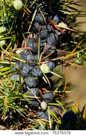 Juniper Tree