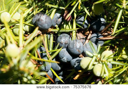 Juniper Tree