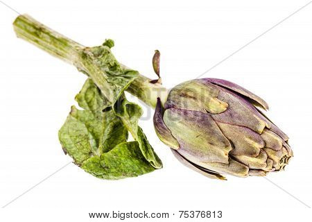 Isolated Artichoke