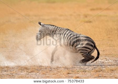Plains zebra (Equus burchelli) in dust, Amboseli National Park, Kenya