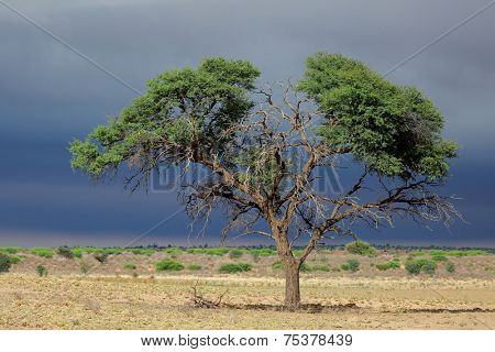 Landscape with a camelthorn Acacia tree (Acacia erioloba), Kalahari desert, South Africa