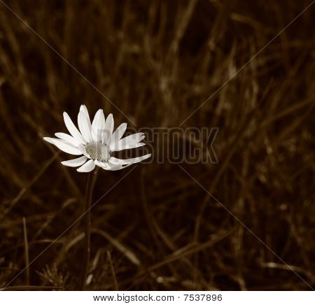 Bloem