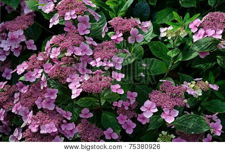 Hydrangea Lacecap Shrub in Bloom