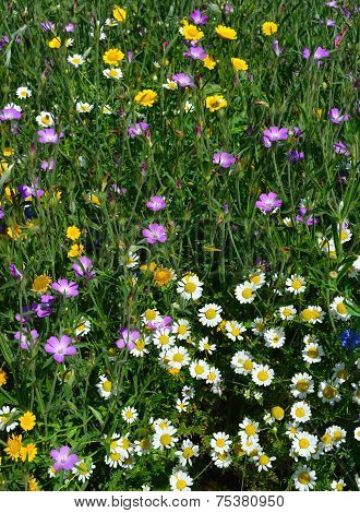 Wild Flowers in Early August England