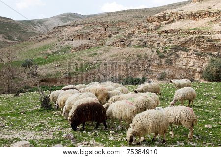 Sheep