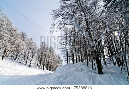 Sunny morning in the mountains, Slovenian Alps