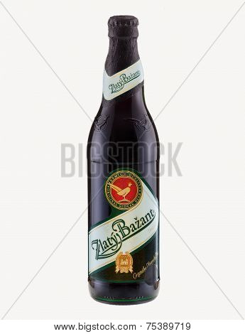 Dark Beer Zlaty Bazant (golden Pheasant) Tmave