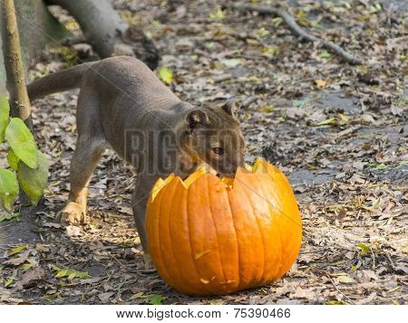 Fossa (cryptoprocta Ferox)