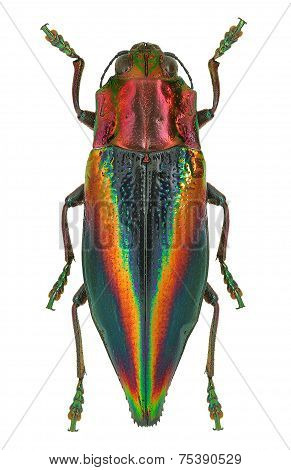 Rainbow Coloured Jewel Beetle Cyphogastra Javanica From Indonesia