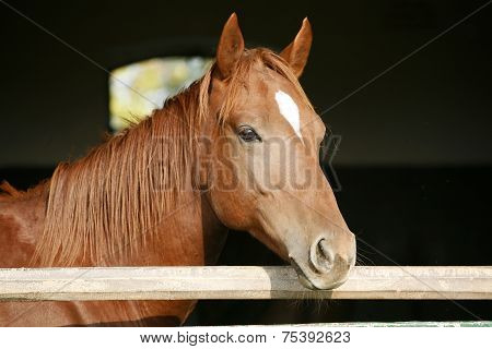 Head shot of a thoroughbred horse looking over stable door