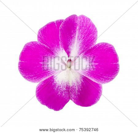 Impatiens