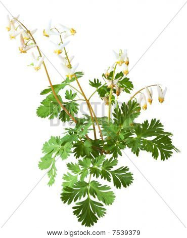 Egern Corndicentra Canadensis