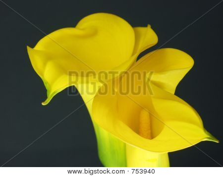 Arum lily