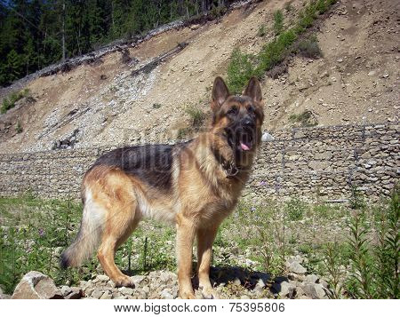 German shepherd