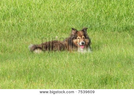 Sheltie en la hierba