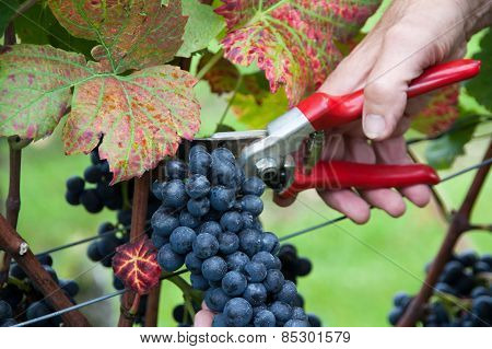 Hand cutting grape