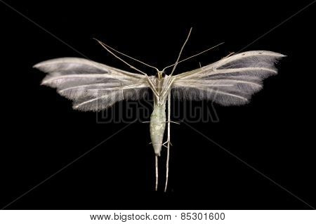 White Plume moth