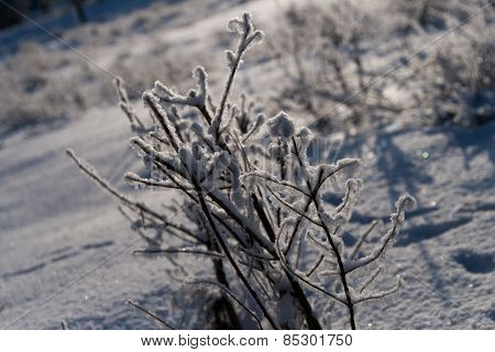 plant under snow