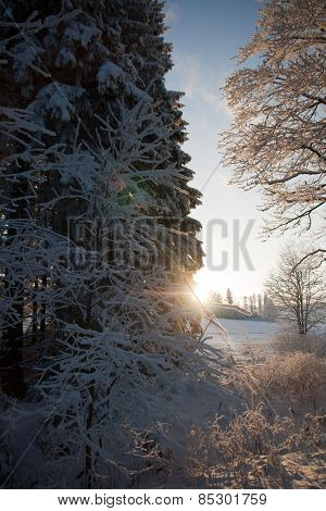 tree under snow