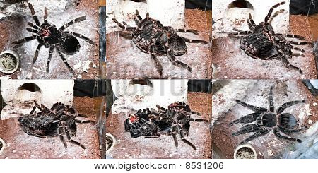 ชุดแมงมุม