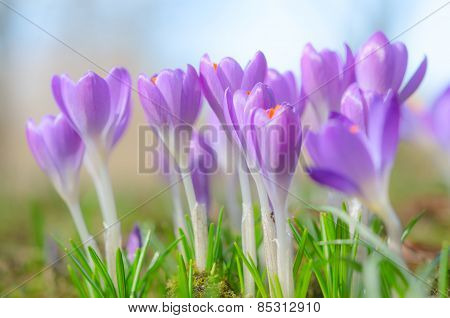 Beautiful Spring Crocus Flowers On Sunlit Alpine Glade