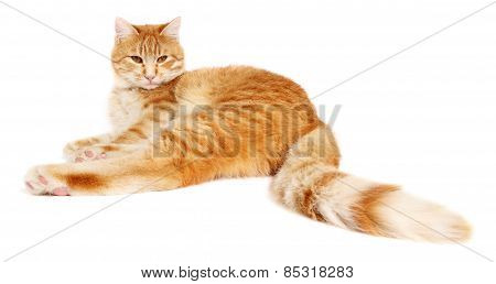 Red Cat Isolated On White Background
